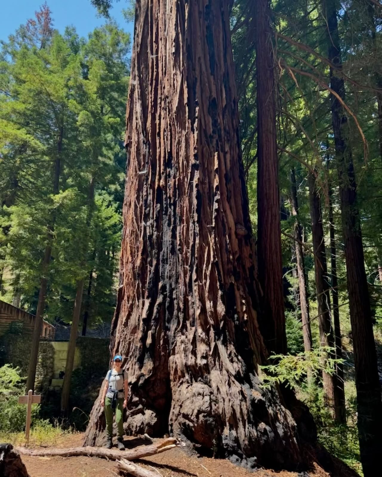I met the oldest known Redwood Tree in Monterey County yesterday - they are ~1,290 years old! What a gift it is to live among the Redwoods. You can find this majestic Redwood in Mitteldorf Preserve, a Big Sur Land Trust property. It’s a beautiful hike and with BSLT’s reservation system, you might just have the trails all to yourself like we did! 😌🌿 @bigsurlandtrust
Not pictured: My amazing spouse who is a California Naturalist and plans our hikes and makes us delicious extra chunky peanut butter and banana hike sandwiches. 💙
Ashley Edge, REALTOR®
DRE# 02205915 | Coldwell Banker Monterey
831-717-7815 | Ashley@ashleyedge.co
ashleyedge.co