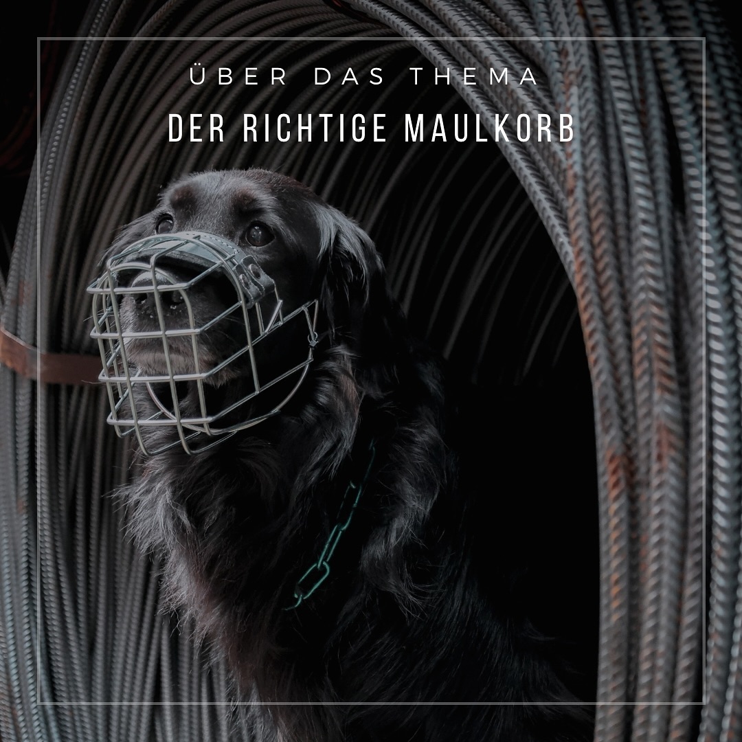 -Der richtige Maulkorb-
•
Aufgrund unzählig verschiedener Varianten, Materialien und Größen hat man die Qual der Wahl. Verständlicherweise kann man hier schnell überfordert sein, denn das Angebot reicht von Maulschlaufen (kein Maulkorb!) über Ledervarianten bis hin zu Plastik-, Biothane-, Silikon-, Draht- und Stahlmaulkörben.
•
Ein guter Maulkorb sollte ausreichend Platz zum hecheln und trinken bieten, der Blick sollte uneingeschränkt frei sein, es sollte genug Platz nach vorne für die Nase sein, es darf kein Druck auf die Wangen kommen, eine gute Polsterung sollte gegeben sein und der Maulkorb darf weder auf den Kehlkopf, noch auf die Luftröhre drücken.
•
Aber welches Material eignet sich am besten?
Welches Material eines Maulkorbes in den Einsatz kommt hängt davon ab, aus welcher Intension heraus er genutzt werden soll.
•
Die Nylon- Maulschlaufe:
•Eine Maulschlaufe ist KEIN Maulkorb!!!!
•Keine Beißprävention
•Kein Hecheln möglich bei festem Sitz (Tierschutzrelevant!)
•Keine Giftköderprävention bei festem Sitz
•Trinken nicht möglich
•Belohnungen nicht möglich
•keine Giftköderprävention
•
Plastik-Maulkörbe
•Keine Beißprävention (bei einem heftigen Zusammenstoß z. B. mit einem Metallmaulkorb, können Plastikmaulkörbe einfach platzen)
•Fehlender Stirnriemen minimiert die Sicherheit
•Ungepolsterter Nasenriemen stört den Tragekomfort
•Können nicht individuell angepasst werden und die Passform passt selten
•
Leder-Maulkörbe:
•Im Ernstfall keine Beißprävention
•kein Platz zum hecheln
•Leder kann ohne die richtige Pflege schneller brüchig und hart werden
•Keine Giftköderprävention
•
Biothane-Maulkörbe
•Werden individuell angefertigt
•Leichtes Gewicht
•Hecheln ist möglich
•Trinken ist möglich
•Belohnen ist möglich
•Stirnriemen sorgt für Sicherheit
•Giftköderprävention möglich, wenn die Biothanstreben vorne sehr eng aneinander gereiht sind
•allerdings keine zuverlässige Beißprävention!
•
Im nächsten Beitrag widmen wir uns den TPE-Maulkörben und den Draht- & Stahlmaulkörben.
Wir zeigen euch zusätzlich auf, zu welchen Maulkörben wir bevorzugt greifen.
•
Habt ihr Fragen zu diesem Thema?☺️