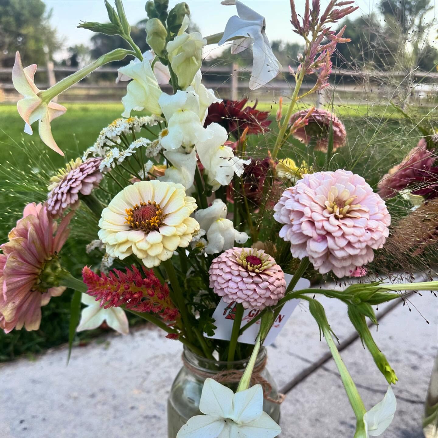 Pretty pastels for this August Monday. We’re halfway through subscription season! #wellgrownflowers #wellgrownfarm #localflowers