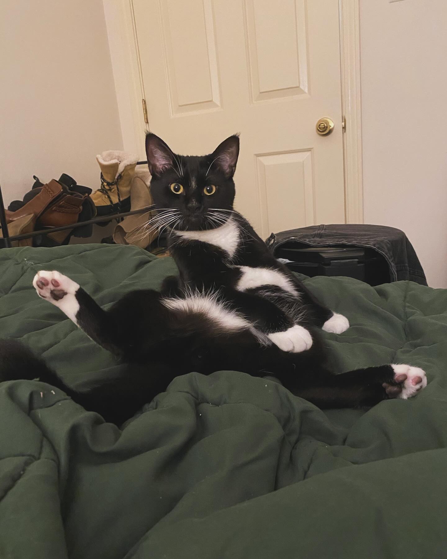 Happy 1st Birthday to my little boy, Memphis!! 🎉🥳