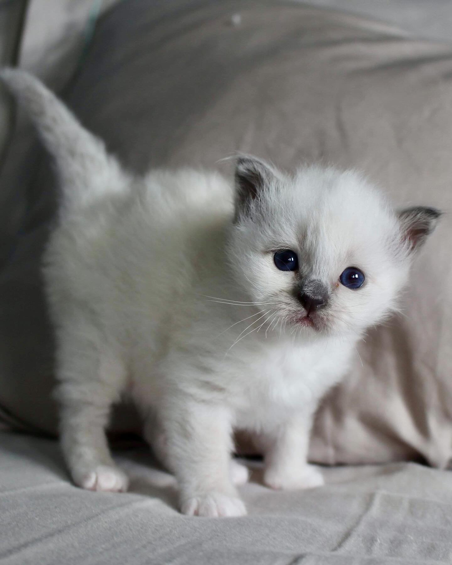 Daddy’s big boys 🩵🩵 #sacredbirman #birman #birmancat #fluffy #longhair #helligbirma #lilacpoint #sealpoint #colourpoint #colorpoint #whitecoat #blueeyes #blueeyedcat #birma #catsoninstagram #catsofinstagram #cats #cat #catsoftheworld #catsagram #catoftheday #kattensrollsroys