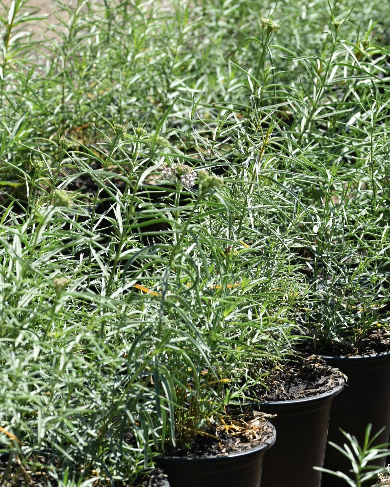 As the seasons change, weโre reminded of the delicate balance in our ecosystems. These resilient plants are more than just beautiful additions to our landscapeโtheyโre essential for the survival of monarch butterflies.
Each flower that opens is a beacon of hope, offering a safe haven and nourishment for these incredible creatures on their long migration journey. By nurturing native milkweed, weโre not just gardeningโweโre participating in a cycle of life that has been turning for millennia.
Letโs celebrate these humble plants and the vital role they play in supporting our pollinators. ๐ฑ Together, we can make a difference, one milkweed at a time.
2 gallons available now in stores and online. ๐ฆ
#NativeMilkweed #MonarchButterflies #PollinatorGarden #EcoFriendly #SustainableLiving