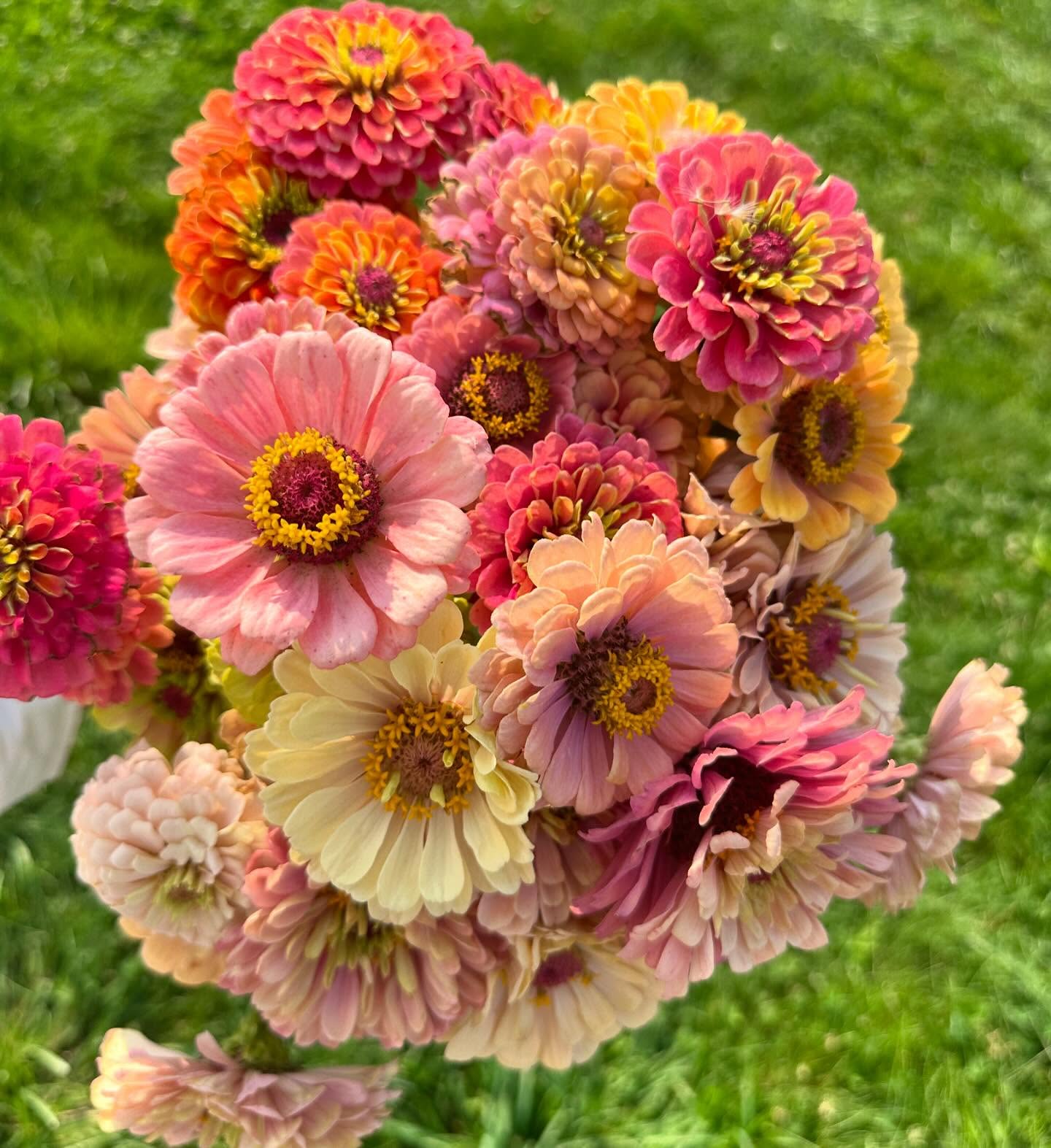 Deadheading zinnias today was just so lovely. #wellgrownflowers #wellgrownfarm #localflowers