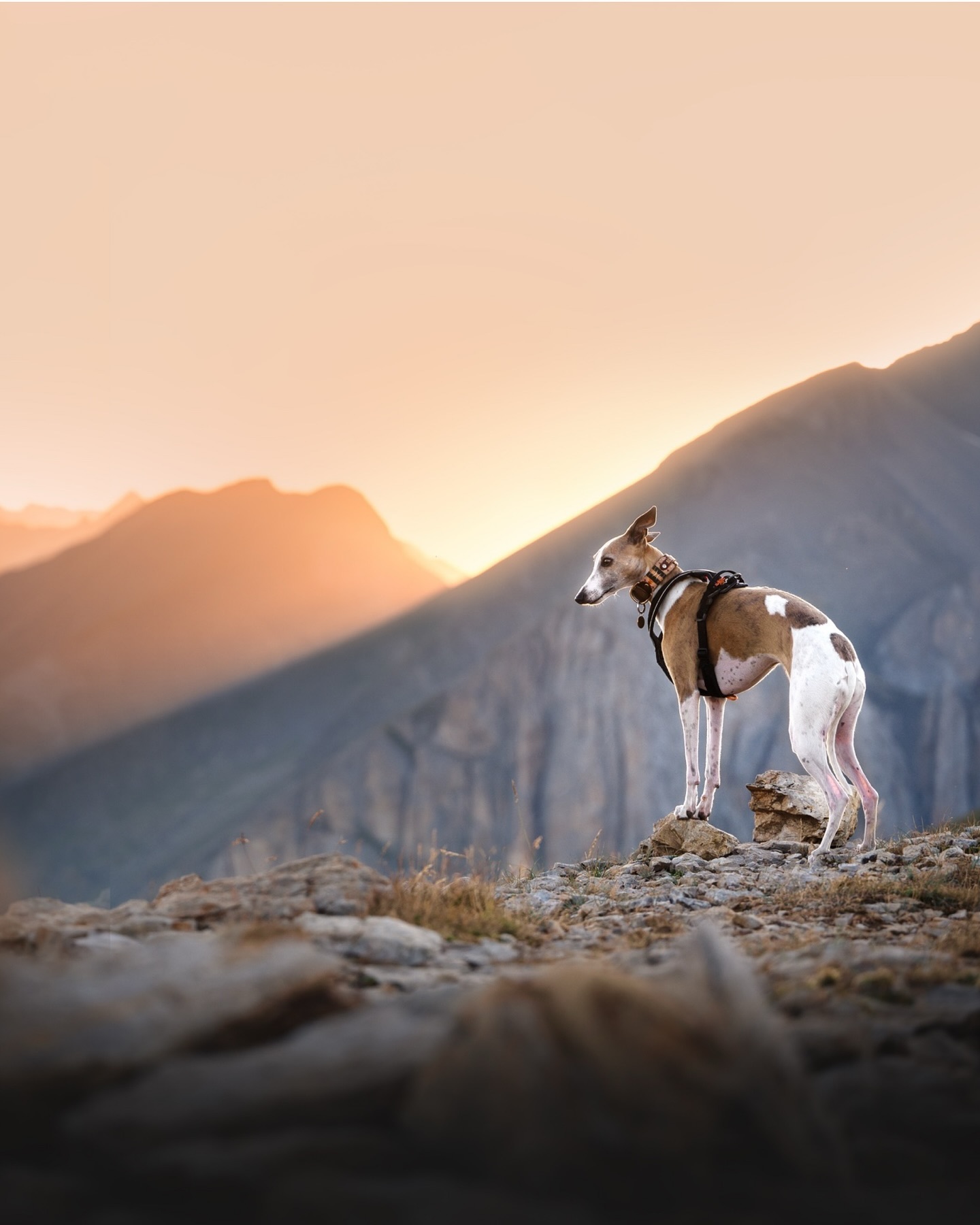 🌅Orange Peaks🌅
Llevaba varios días sin subir posts y ya sabéis que tenía esta gemita guardada💎
🔎Cómo dato, igual muchos reconocéis las montañas de detrás de Suria y es que son los grandes tres miles del Pirineo Aragones!
De izquierda a derecha tenemos el famosísimo Monte Perdido, seguido de Astazú, continuado por el Comodoto (aunque técnicamente este es un dos mil) y acabando con el imponente Robiñera que coronamos el año pasado⛰️
A día de hoy no me creo que estos sitios existan y que mis ojos puedan apreciarlos❤️
¿Qué opinaríais de un Workshop aquí en el corazón del Pirineo? Descubriéndoos los sitios más espectaculares y secretos y disfrutando de la alta montaña en todo su esplendor🌄
#pirineoaragones #pirineosaragoneses #dogphotography #dogphotographyawards #dogphotographer #fotografodeperros #fotografiacanina #fotografiapaisaje #fotografianaturaleza #monteperdido #sesionesperrunas #fotografiaperruna #perrosespaña #perrosdeespaña #perrosaragon