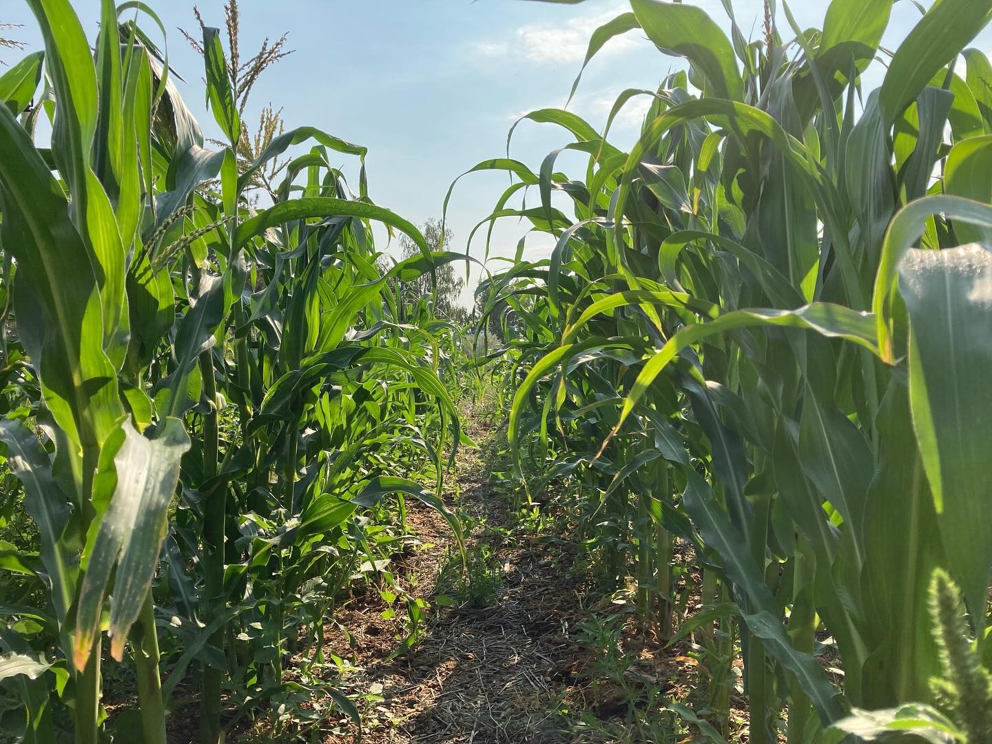 Harvest, process, repeat 🥕 🥬 🍅
Full on #harvest mode over here, it must be august!
#smallfarm #permaculture #organic #organicfarming