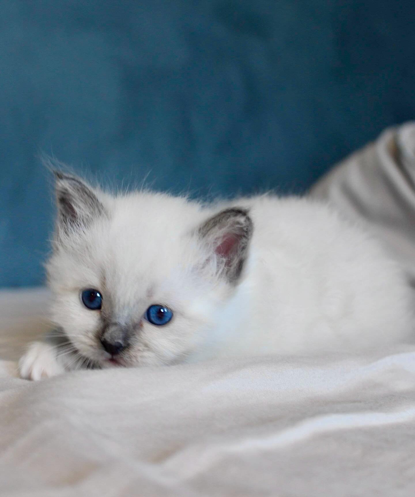 The boys are growing 😍 Arcturus and Sirius - 4 weeks ❤️ #happycaturday #sacredbirman #birman #birmancat #fluffy #longhair #helligbirma #lilacpoint #sealpoint #colourpoint #colorpoint #whitecoat #blueeyes #blueeyedcat #birma #catsoninstagram #catsofinstagram #cats #cat #catsoftheworld #catsagram #catoftheday #kattensrollsroys