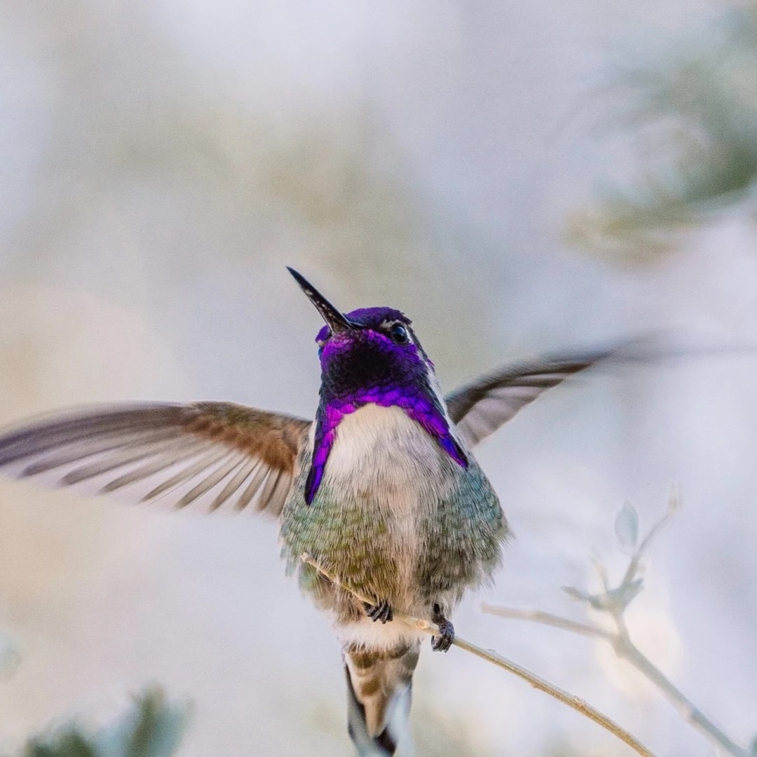 "The midsummer dawn has barely opened its dreamy eyes."
-Midsummer Sketch in Pastels by Paula Rodriguez