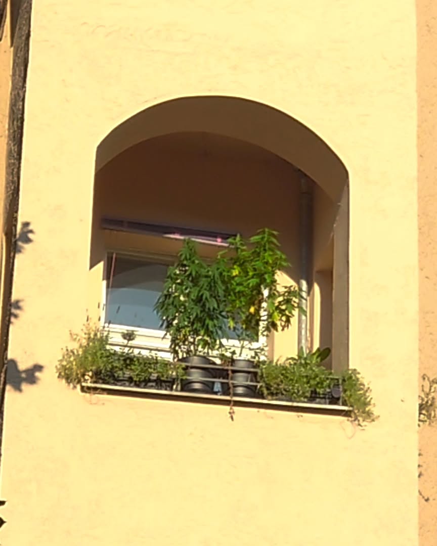 Balkon - Saison 😚
In video: Snoop Dog Og (bei annon aka Toni Makkaroni)
---->KushKiez<----