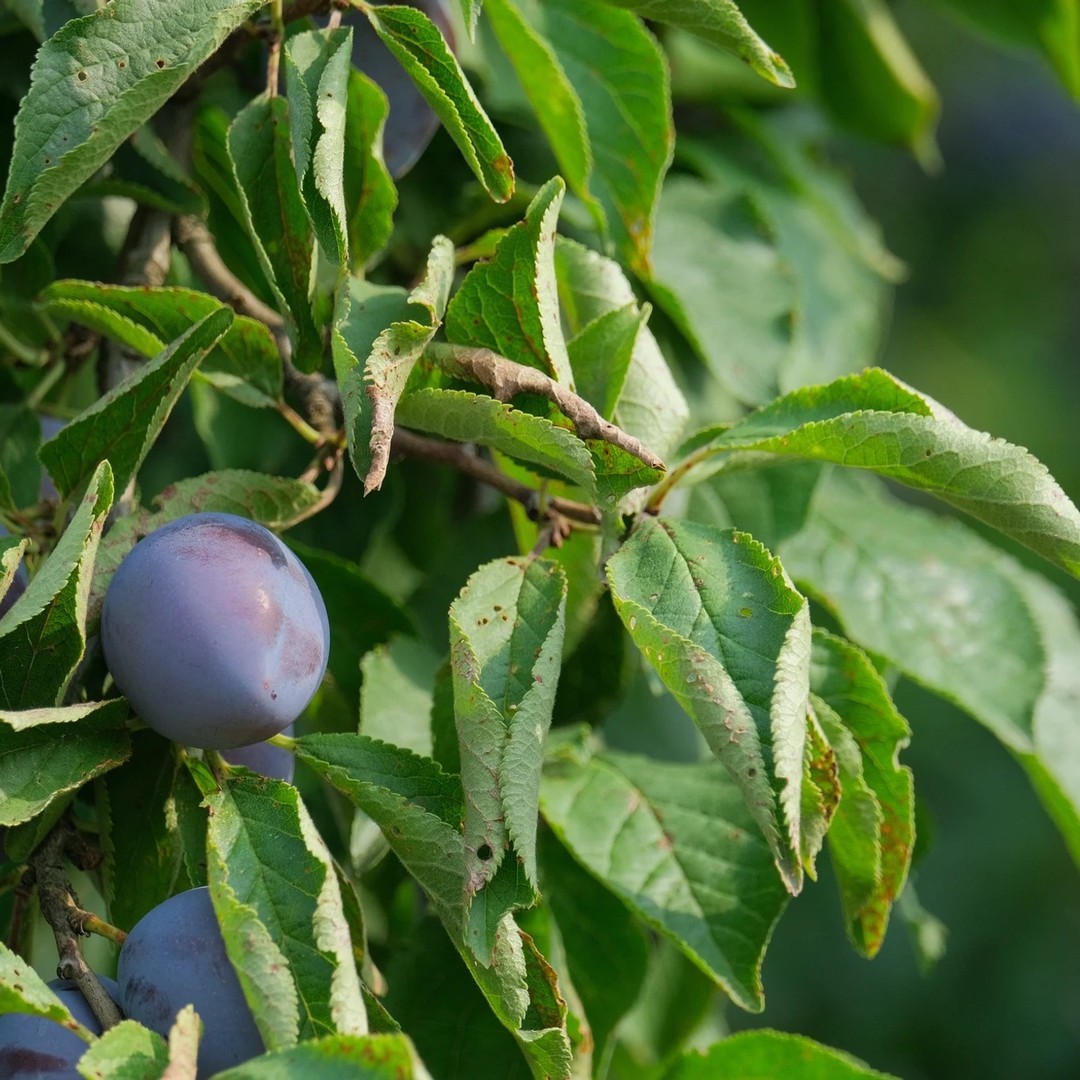 "your plum-rounded
face and your plum-
darkened pupils, soft
and black shiny..."
The Fruit Market by DS Maolalai