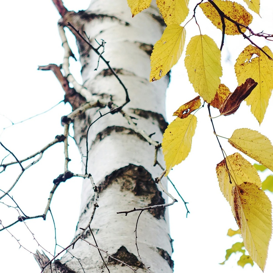 "The white birch still grips
its yellowing leaves
beneath the white October sky,
knowing dormancy is near"
-The Birch Leaf
by Heather Kaufman