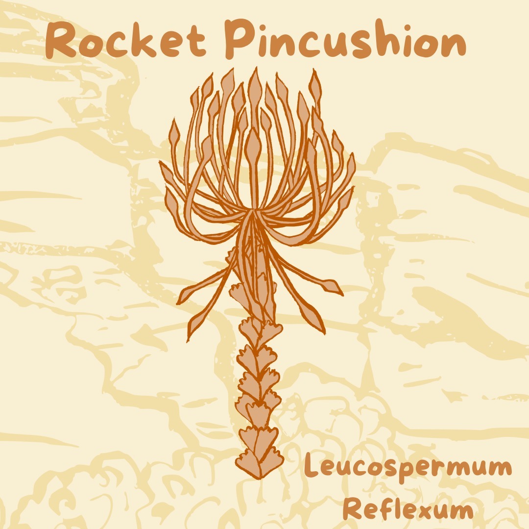 🚀Leucospermum Reflexum🚀
The charismatic Rocket Pincushion!
Spring brings an abundance of flowers into the Rocklands valley, but none are as enigmatic as the Rocket Pincushion.
Found between Wuppertal and Pakhuis (where we host our retreats) this range restricted Protea species is known from only 8-10 locations in the Northern Cederberg. Growing near streams and in marshlands between 1000-2000m.
Mature Rockets are killed by fire, with only their seeds surviving. Ants then carry these seeds underground to germinate and grow into new stands for future generations.
The Leucospermum Reflexum is a symbol of the interconnectedness and uniqueness of our home in the Cederberg.
Reminding us of the value of these magical spaces, and our responsibility to protect them.
Join us 20-22 September on our Rocket Pincushion retreat, where we will be lucky enough to encounter one of the 10 populations in the wild! 🔥
#nature #cederberg #protea #metamorphicmagic