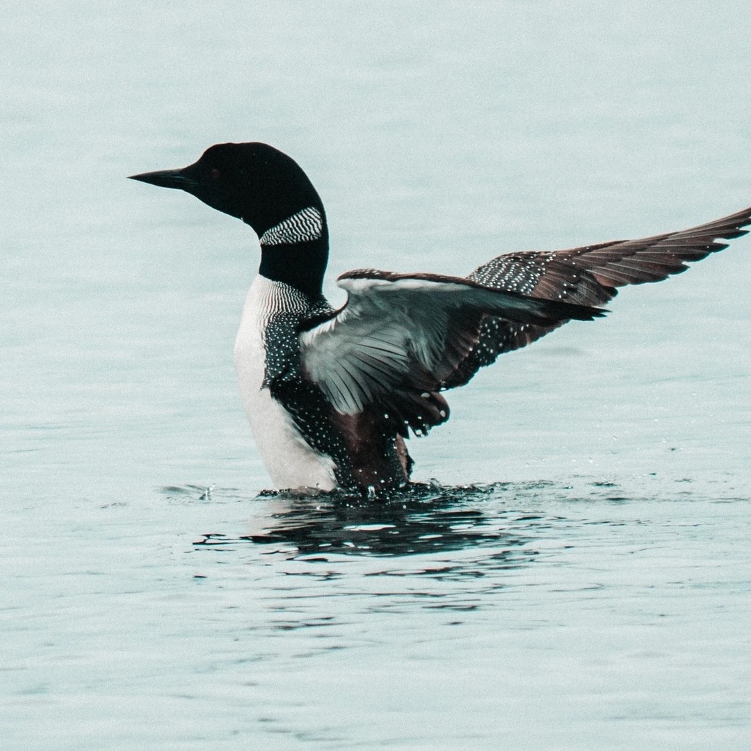 "I am full of bewildering awakenings.
I stare at the faraway collision of tree-blur
where every moment vanishes. I hear a stirring."
-A Loon Call
by Martin Willetts Jr.
