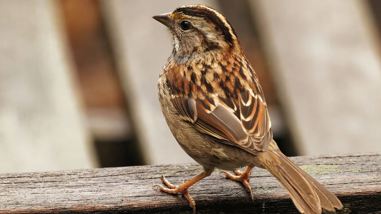 “Had I not met the souls who gather at Miriam’s Kitchen
each morning for a meal, I could not have shared poems
that sway like sensate trees, that are not just standing there”
-Bede’s Sparrow by Bonnie Naradzay
