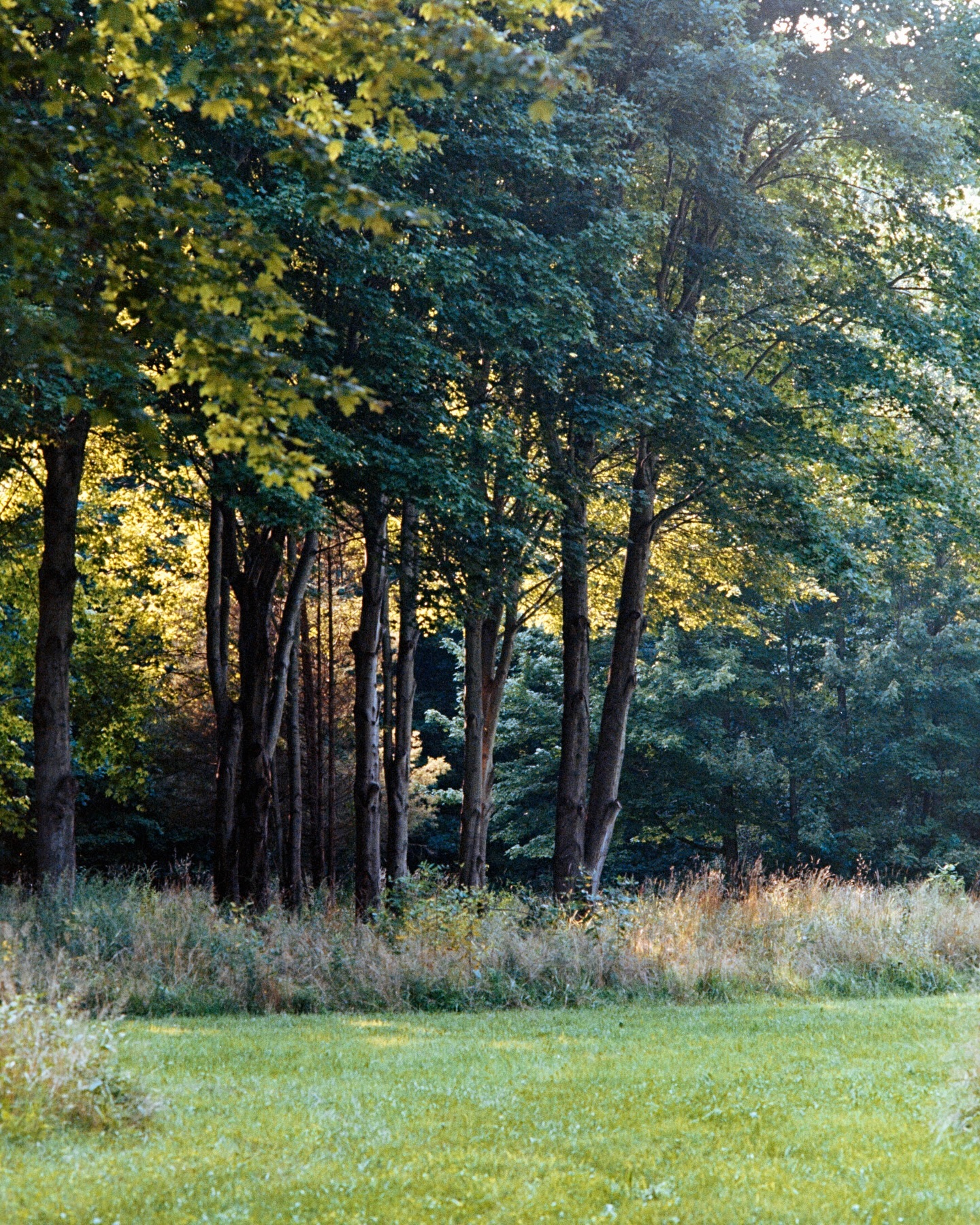 The forest experiment through @byrachelkupfer’s eyes