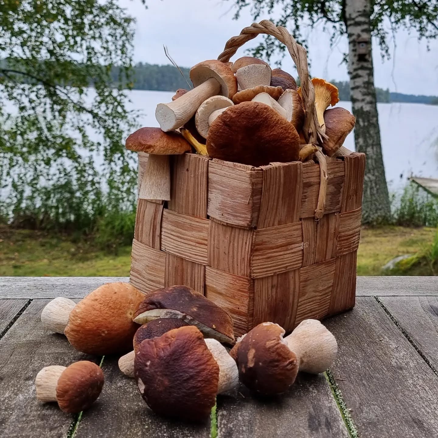 MyTrail's Forest menu's all-time favorite is Porcini (Penny Bun) Mushroom Soup. Here we reveal a few reason for the excellent rich taste of the soup.
First locate a beautiful fairy forest with so many mushrooms that you trip over them. If you can't find that kind of forest, train a porcini hunting dog. After that it is easy to pick only the perfect ones to make the perfect soup.
#porcini #sienestys #wildfood #wildernessguide #arcticmenu #finnishnature #forest #forestfood