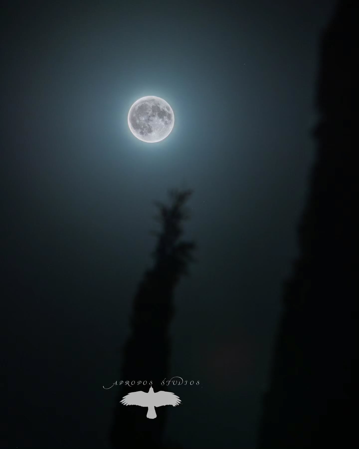 Anyone get to see the moon last night? I sat outside for a bit and snapped a few shots. No werewolves, just a super moon 😍
.
.
.
.
.
#slocounty #supermoon #bluesupermoon #sanluisobispocounty #sanluis #slo #canon #canonphoto #canoncamera