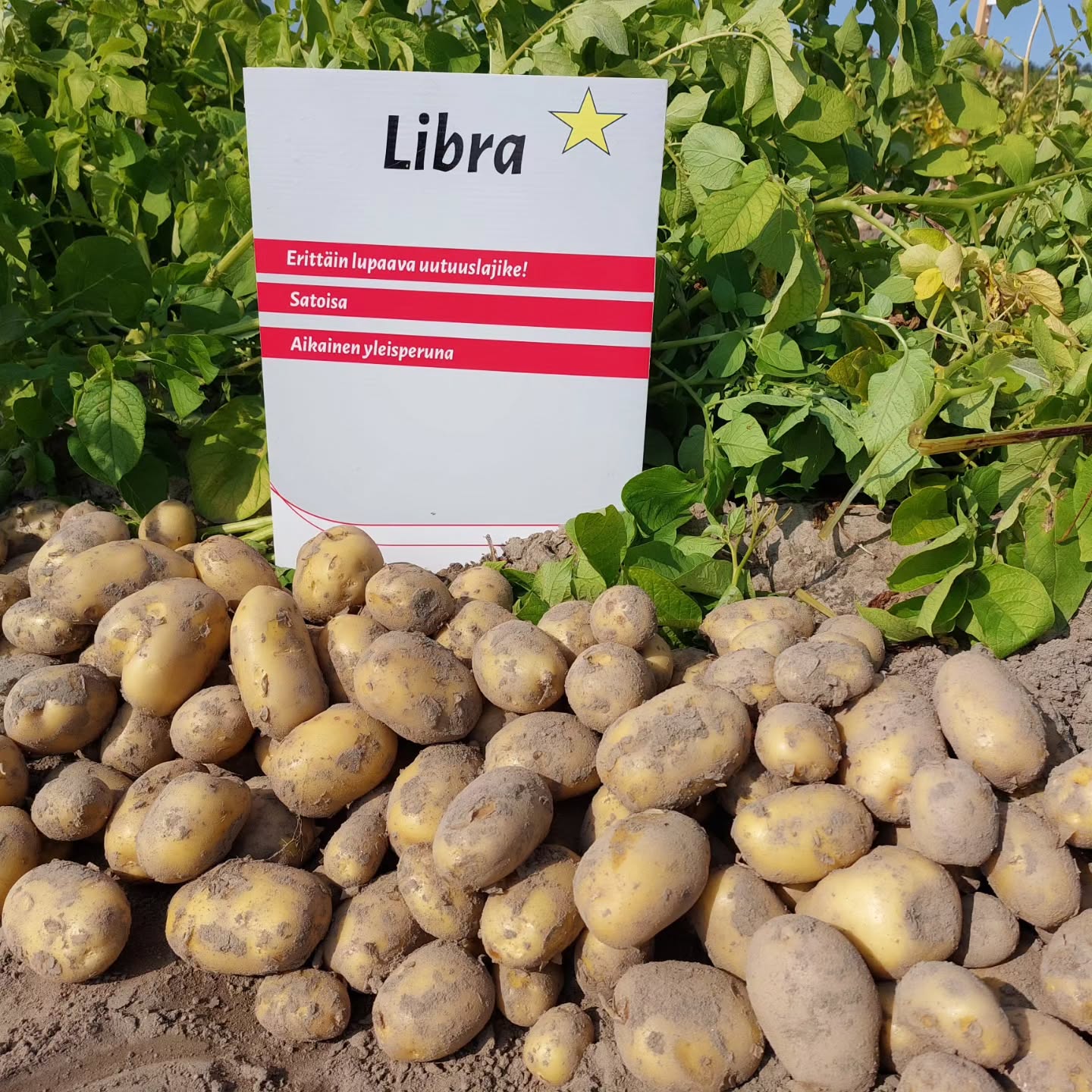 🤩 Perunalajikekokeet olivat onnistuneet mainiosti! Lajikkeidemme kasvu näytti erinomaiselta, nämä kuvat ovat Lapväärtin koekentältä. Colomba ja uutuuslajike Libra jyräsivät huippusadoillaan.👍 Hauskaa oli nähdä paljon tuttuja kasvoja ja kuulla hyviä uutisia perunasadon määrästä ja laadusta. Tuleekohan tästä se meidän kaikkien odottama perunan huippuvuosi? 🤩👌 #perunalajike #testi #peruna #lajiketestaus #colomba #libra #sunita #asterix #hzpc