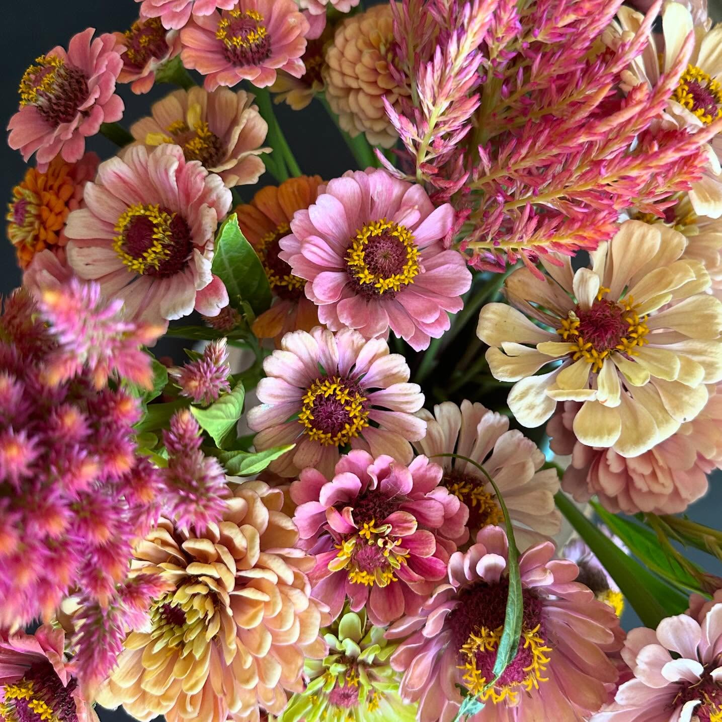 Zinnia season is in full bloom. #wellgrownflowers #wellgrownfarm #localflowers