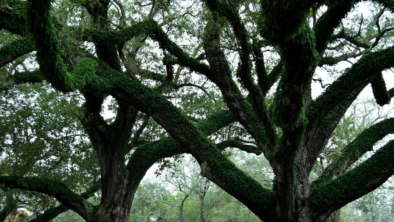 “An oak stands sentinel over this haven, Disrupting the old fence…”
-Refuge by Rick Kuenning
#linkinbio #new #poetrycommunity #poetry