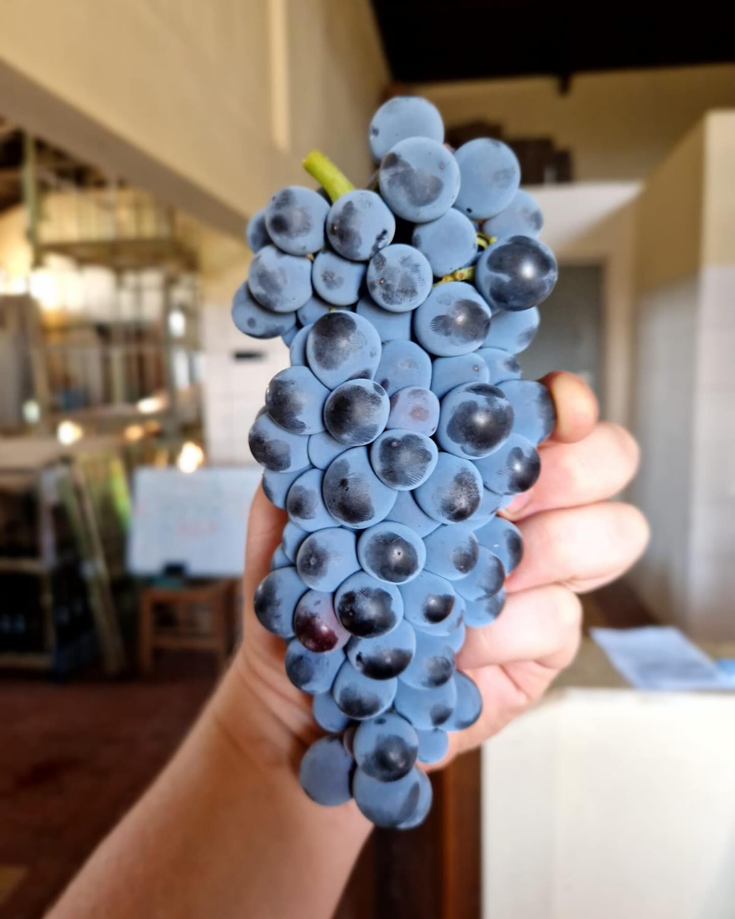 It’s all kicking off in Greece
Harvest in full swing @charalaboglou_wines in Serres!
You can see the ripe and voluptuous grapes were ready for the plucking and the team down there have been grafting making sure that this years vintage will be one to remember!!
You will be able to meet winemakers Matty @mattvanderspuy and Anthe @anthe.winegal at our Portfolio in October where you will be able to taste their :
Amazing Assyrtiko
Marvellous Malagouzia
Victorious Viditis
&
Knockout Koianiko
So make sure you click the link in our bio to sign up!
Don’t delay, do it today!!