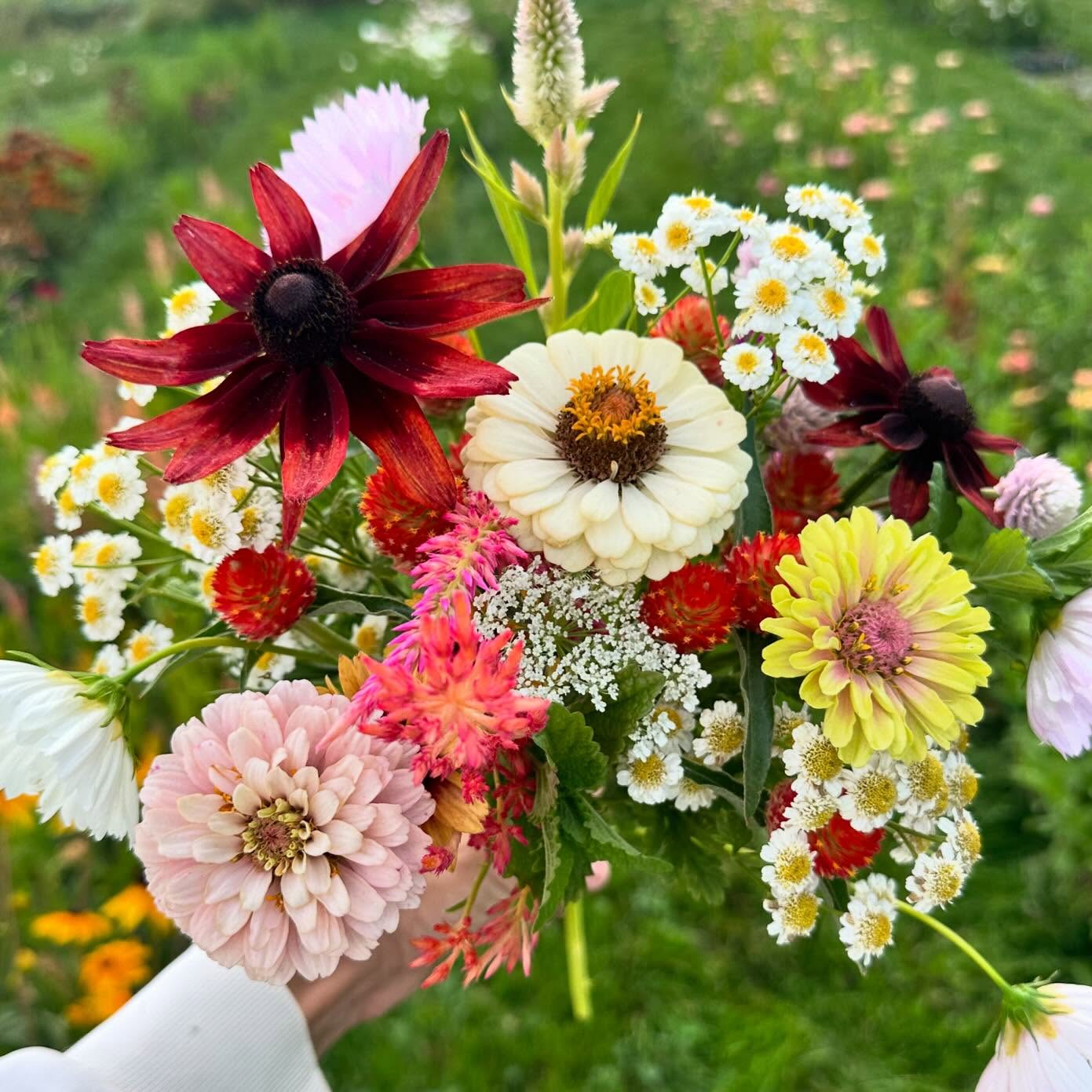 One of these days I’ll master the impressively staged and photographed bouquet, but until then I’m just gonna enjoy these perfectly imperfect handfuls of blooms straight from my late-August-messy, school-starting-neglected field. #wellgrownflowers #wellgrownfarms #localflowers