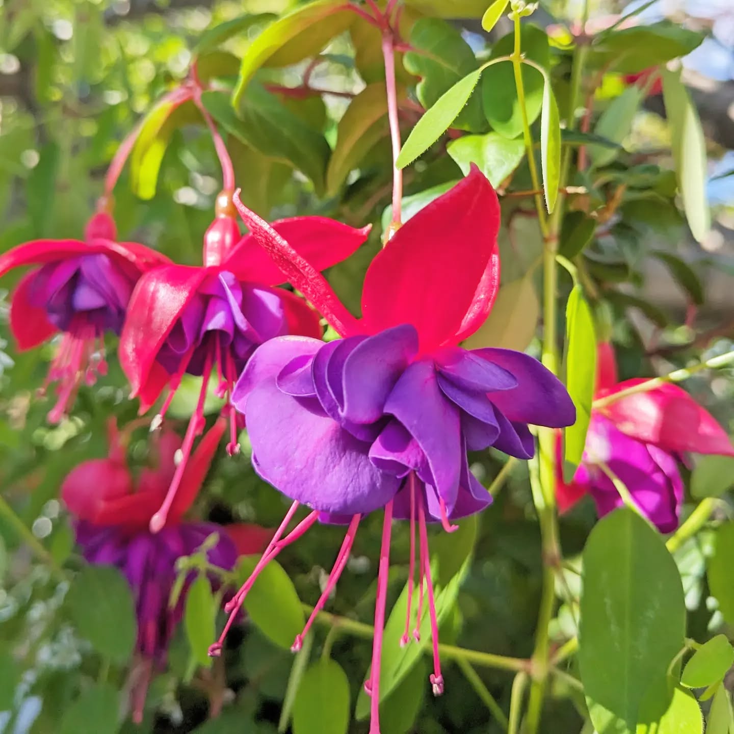Story in caption ๐
The quiet mood boosting power of pausing to 'just be' in the fleeting beauty of August blooms ๐ฑ๐บ
.
.
.
I have been dealing with the nightmare of longterm care planning for my beautiful grandmother, Grace. The gardens at @momijihealthcaresociety are a welcome break to appreciate joy and good things as we struggle through these trying times. Grace was an ikebana (Japanese flower arranging) master and beyond the beauty of these flowers, they bring a sense of peace and closeness to her ๐๐
Love you, Grandmom!
.
.
.
.
#plantsmakepeoplehappy #plantcareisselfcare #horticulturetherapy #flowers #plantsagram #japanesegarden #plantphotography #flowerphotography #colortherapy #mentalhealthmatters #floral #longtermcare #family #plantsofinstagram #planttherapy