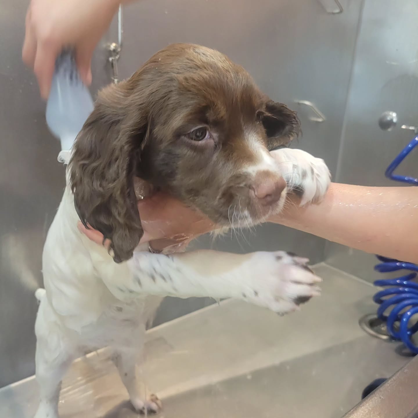 A real bath before they go to their forever homes. First impressions matter!
#bath #wash #dog #puppy #ready