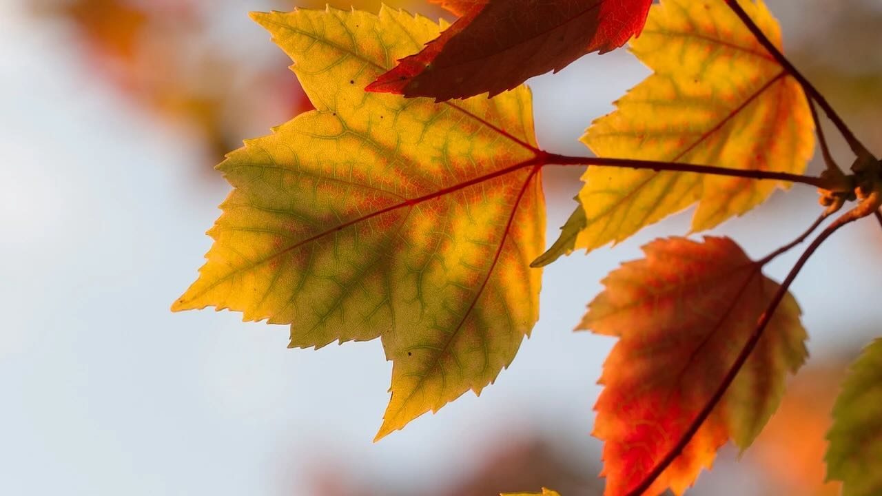 New on St Katherine Review!
Tenacious
by Ada A. Ohnezeit
I look upon the Autumn scene
And leaves that only yesterday were green
With vividness of Summer’s sheen –
Now faded, drab, or gone.