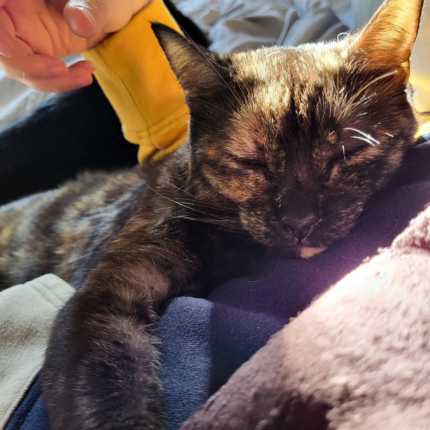 I'm feeling under the weather today. It's a good thing I've got this snuggle bug to keep me company.
#tortiesofinstagram #catlife #cuddles #catlove