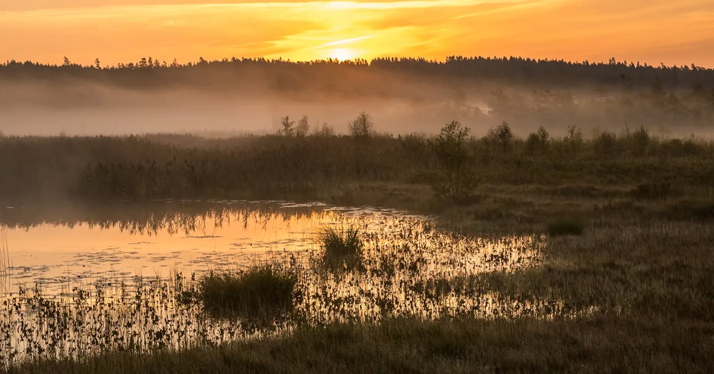 Morning has brooken.
#innature
#innaturephotos
#vängamosse
#foggymorning
#mistymorning
#sunrise
#waterreflections