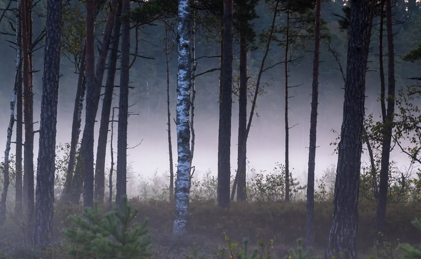 Misty morning.
#intheforest
#innature
#innaturephotos
#mistymorning
#magicmoments
