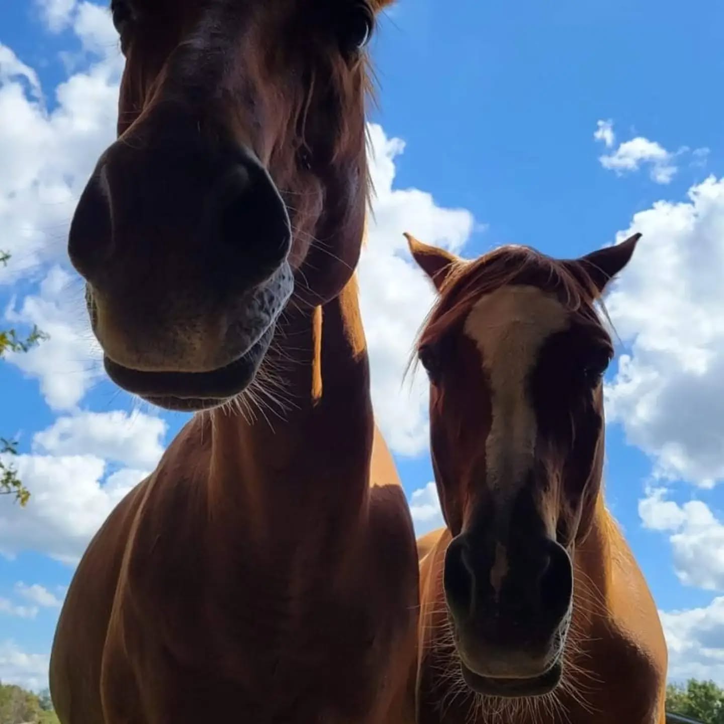 🐎AVIS À NOS CAVALIERS !
● Forfait relation(dp) au écurie Equilogos en Gironde à Saint Sulpice et Cameyrac :
•Batanga - hongre, 13 ans, Pur-sang, alezan
Photo 1 (à gauche), 2, 3 et 6.
•Elecktra - jument, 10 ans, ONC(Connemara - Quarter horse), grise
Photo 4 et 7.
•Shon Ho Long - hongre, 18 ans, Demi-sang arabe
Photo 1 (à droite) et 5.
Chevaux très bien éduqué à pied et en liberté. Balade, cso, dressage, loisirs
Plus de renseignements par téléphone
● Donne un accès privilégié 4 fois par semaine, coaching possible
Environ 200 €
A partir de Septembre
● Contacter Antoine Vidé pour plus d'informations → 0625240098