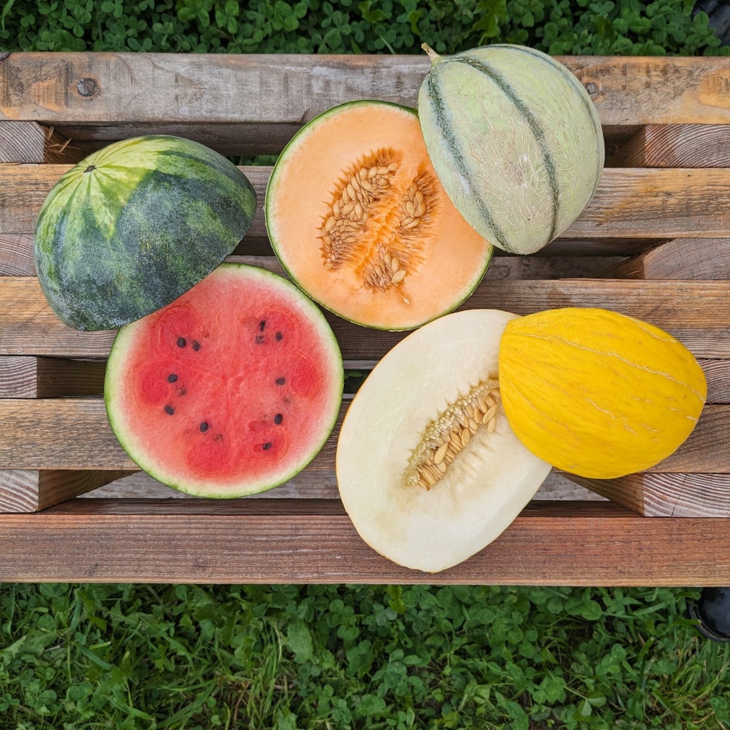 Kom ons kleurenpalet aan soorten meloenen ontdekken.
Watermeloen, charentais, honingmeloen; laat je verleiden door de soort die jou het meest aanspreekt. Of... test ze allemaal eens 😇🙂😍