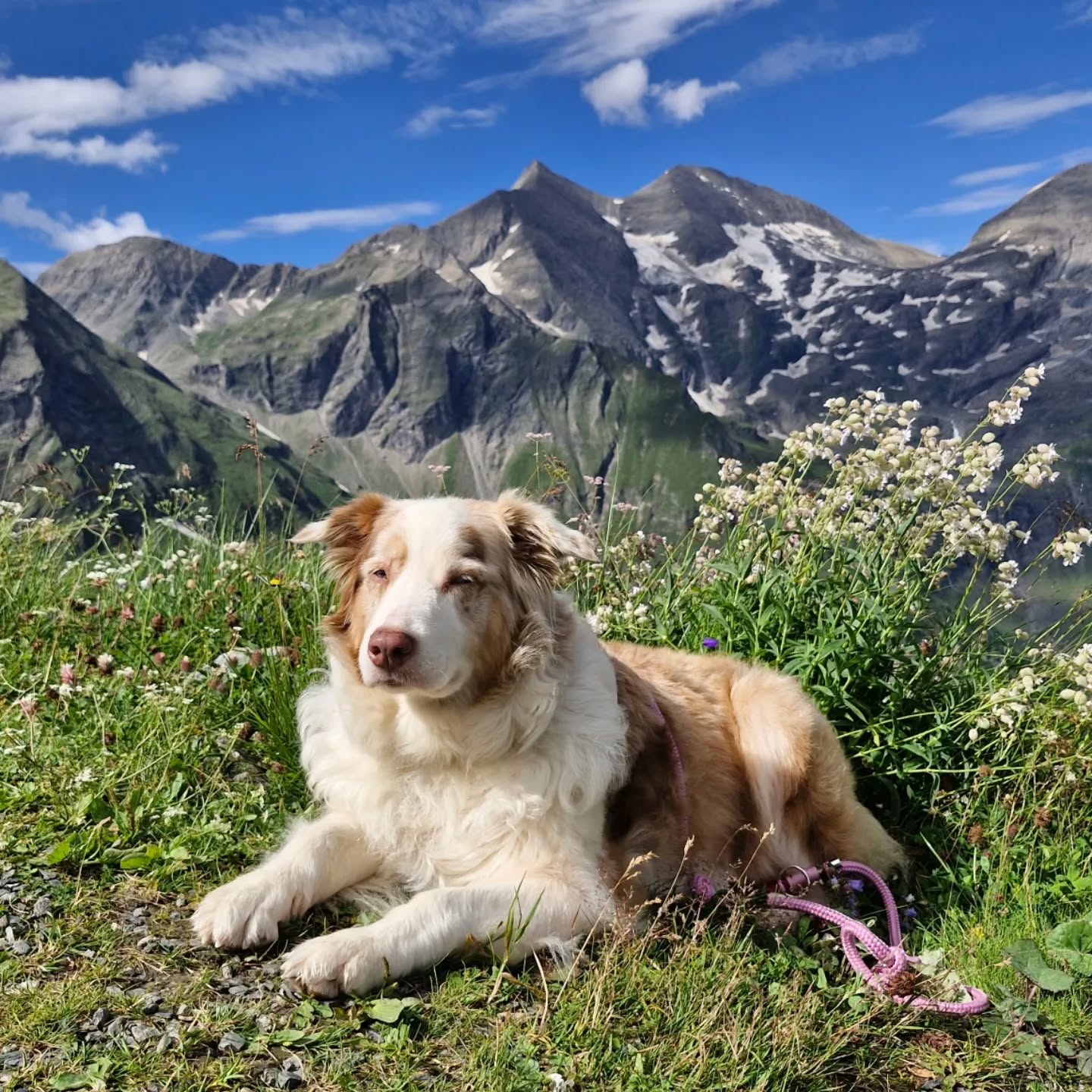 Nach einer kleinen Auszeit in den Bergen geht es im September wieder richtig rund bei uns.
Am 15.09 sind wir mit unseren Produkten auf der Cita Windhundestation in Gelsenkirchen und vom 21.09- 22.09 werden wir auf der Hundemesse Bello in Castrop - Rauxel sein.
#urlaubmithund #berge #großglockner #wandernmithund #grossglocknermithund #hundemesse #Termine #hundemessebello #bello2024 #citawindhundestation #windhunde #castroprauxel #gelsenkirchen #Veranstaltungen #hundeglück #Hunde #hundeprodukte #Tau #Paracord #hundeliebe #hundeleine #wunschleinen