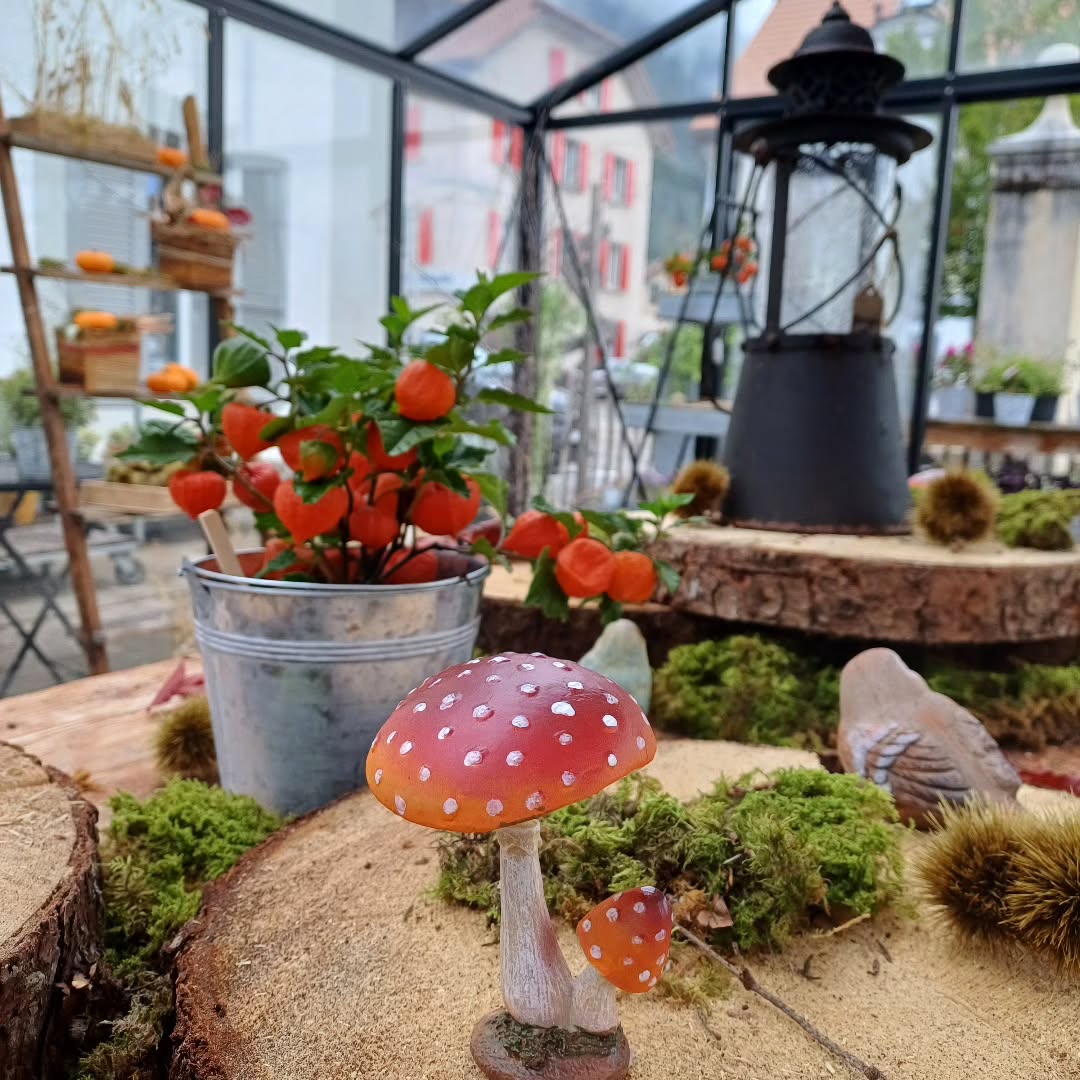 #autumn #automne 🍂🍂🍂