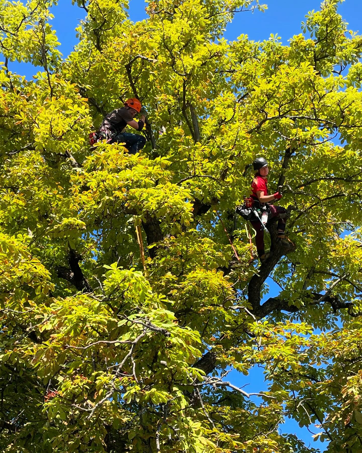 Suppression du bois mort dans un magnifique marronnier dans la ville de Sion