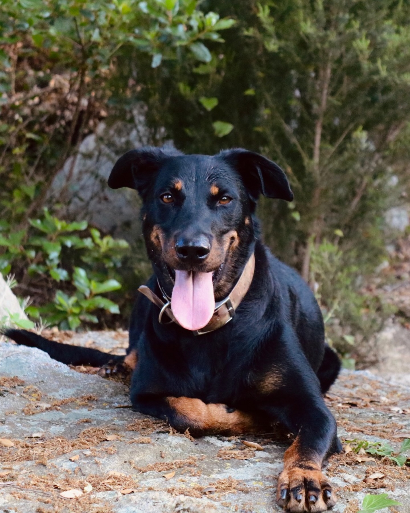 Os presentamos a Kiara, Kiki para los de casa 🐾
Kiara tiene 6 años y es una hembra de Beauceron, una raza francesa conocida por su inteligencia, lealtad y energía 💪. Cuando la adoptamos, Kiki tenía dificultades para comunicarse con otros perros, mostrando una actitud dominante y sin medir los marcajes. Con paciencia y mucho trabajo, logramos que canalizara su energía de manera positiva. Ahora, no solo es una excelente compañera, sino que también nos ayuda a equilibrar a perros inseguros y con malas habilidades sociales 🐕.
Ven y descubre lo cariñosa (e insistente 😅) que puede llegar a ser Kiara con todo el mundo ❤️.
~
#dogtraining #dogtrainer #beauceron #beauceronsofinstagram #beaucerongram