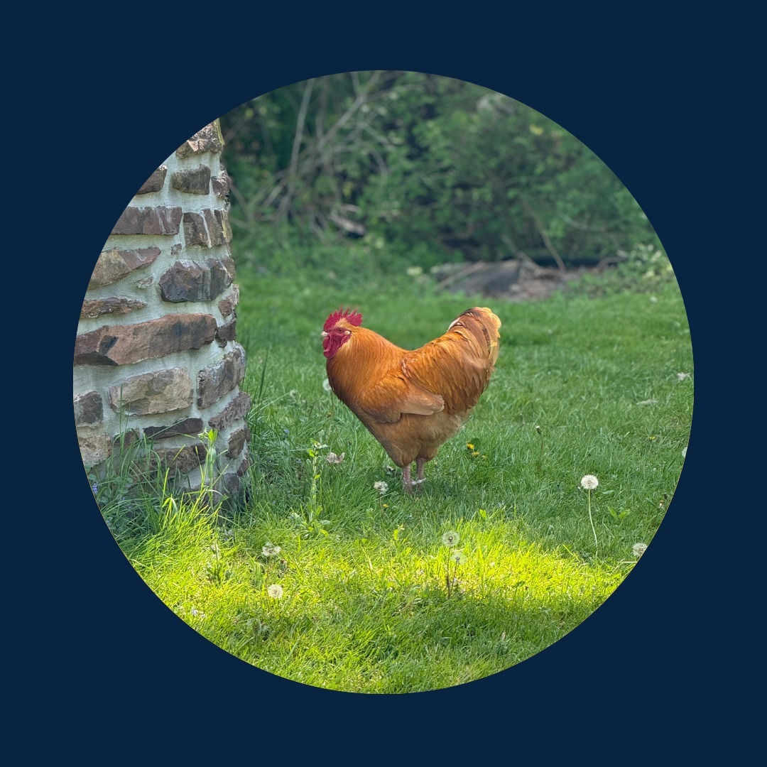 NEW MOON IN VIRGO
September 2 9:55 PM EST
The current Neptune/Mars square can leave us feeling unsure of what we want and how to get there (Big Picture). The Jupiter/Saturn square can lead us to feel unsure of what we believe about the current structure of our lives.
Uranus went retrograde in Taurus a few days prior, so there is a shift in perspective happening in how we can free ourselves from burdens associated with how we’ve structured our lives and livelihoods (self-imposed or otherwise).
Mercury (the ruler of this New Moon) is coming out of retrograde and starting to pick up the pace again. We can gain traction with how to move the ball forward focusing on the micro not the macro, just by starting to streamline our day to day, our processes, and efficiencies.
Virgo New Moons remind us, as the saying goes to just make the bed, then clean our room. Essentially, analyze and organize what’s directly in front of us and work outward from there. We can tackle the bigger picture issues as we go. Clarity will come in due course. We are entering the eclipse portal now with the next eclipse occurring on September 18th, and the energy of bigger change will abound!
Good luck out there 🌙 Upward. Onward. 💫
#astrology #evolutionaryastrology #newmoon #newmooninvirgo #manifesting #astroweather #moon