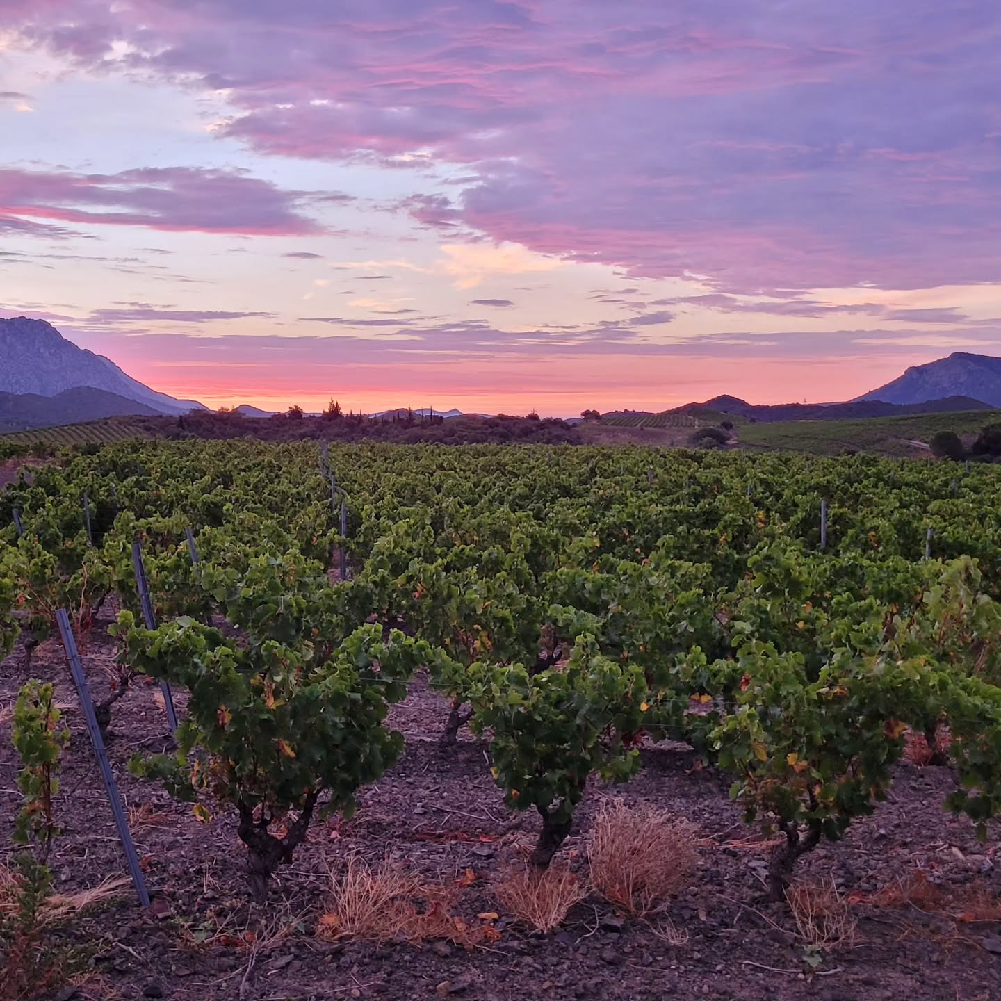 5ème jour de la récolte 2024 : grenache blanc et gris sur les hauteurs de Saint Paul.