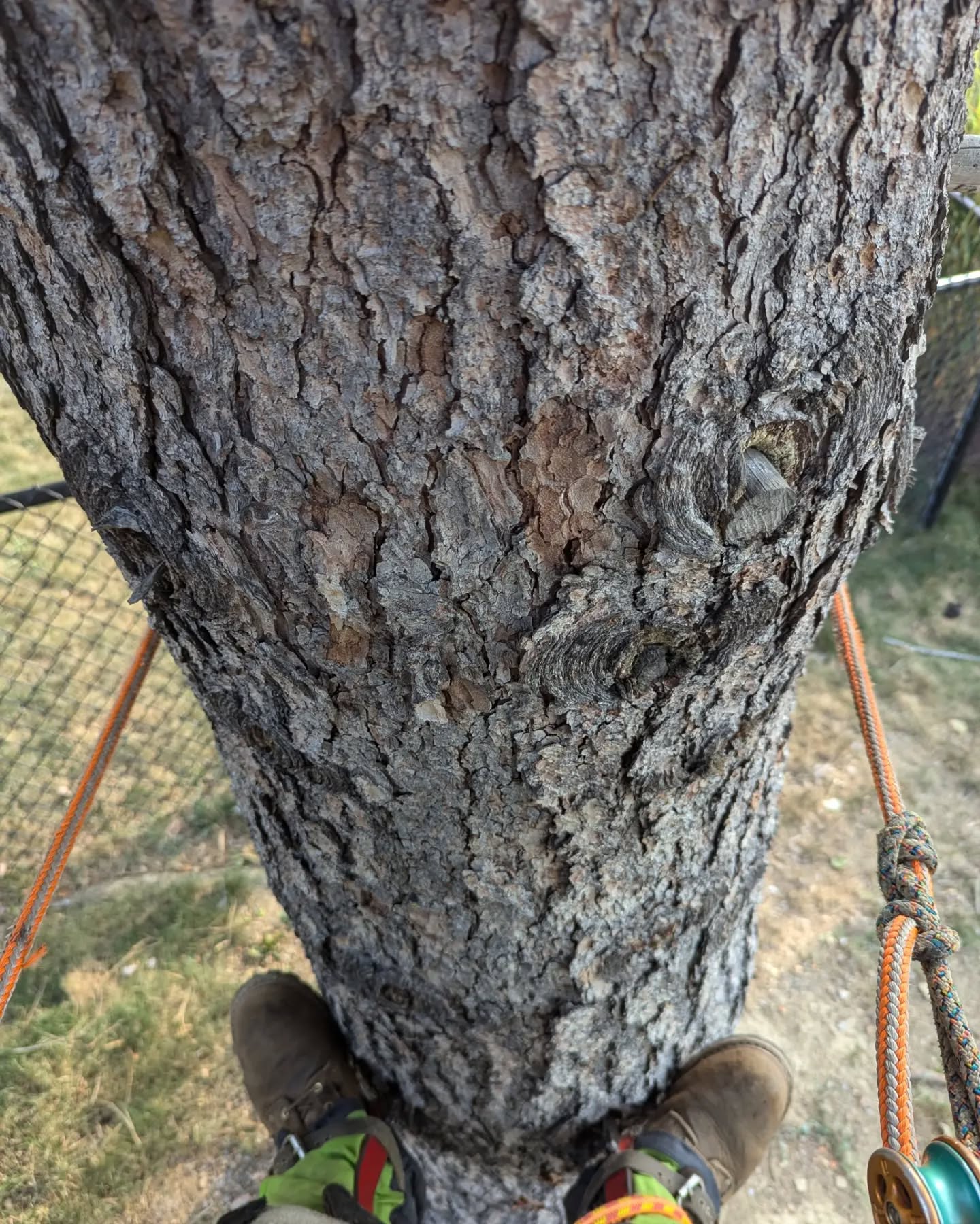 In progress tree removal pics, Pleasant Hills, PA. #treeservice #treeremoval #treepruning #stumpgrinding