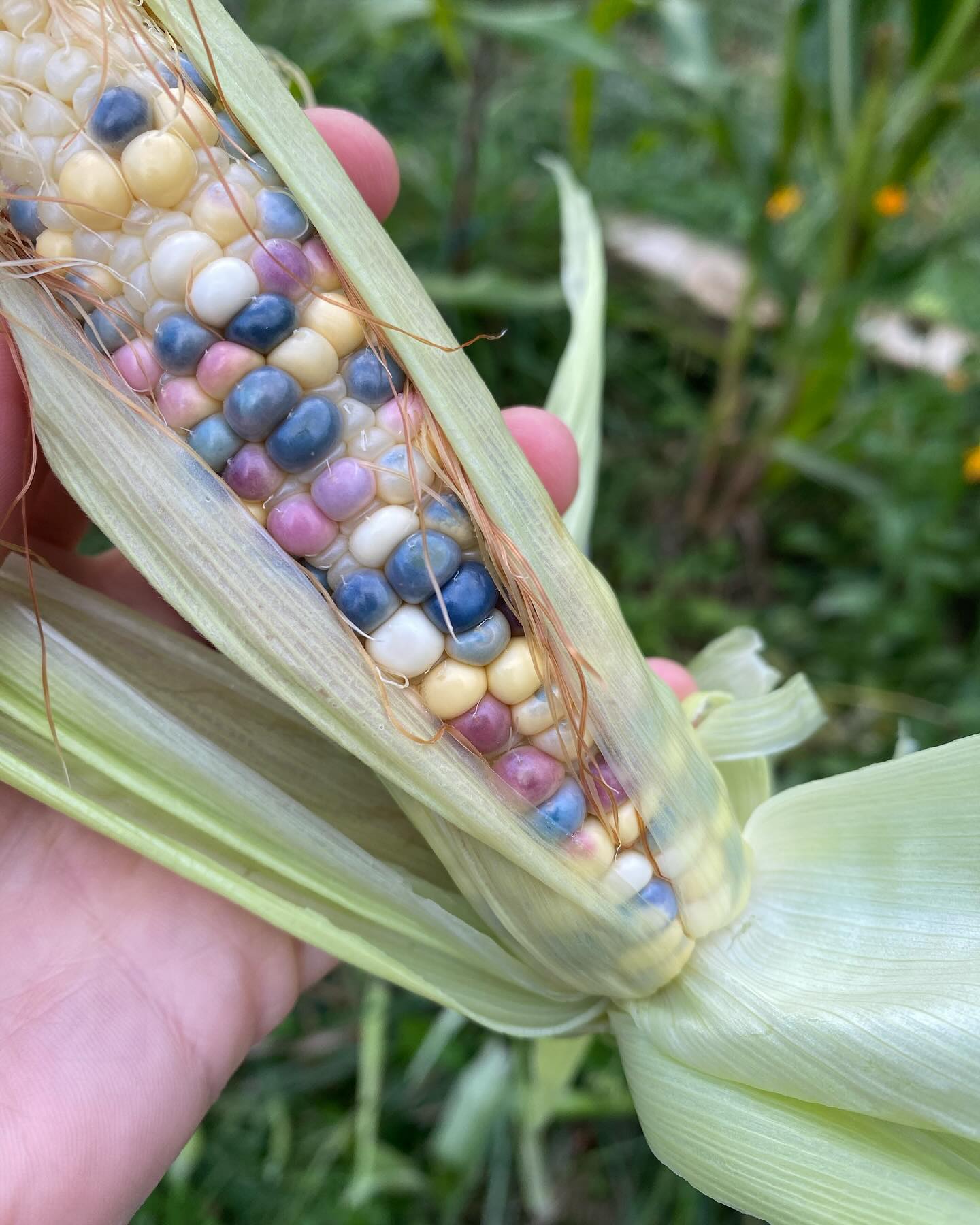 Des couleurs qui se mangent 🩵💜🩷🧡
On est pas gâté avec la météo en cette rentrée … please un peu de soleil pour des légumes gorgés de goût pour les derniers mariages de la saison 🙏🏻
(Parce que bon les légumes gorgés d’eau non merci 😄)
#colors #food #veggies #legumesdujardin #potager #traiteur #primesautier #traiteurbretagne #traiteurmariage #naturalcolors #mariagecoloré