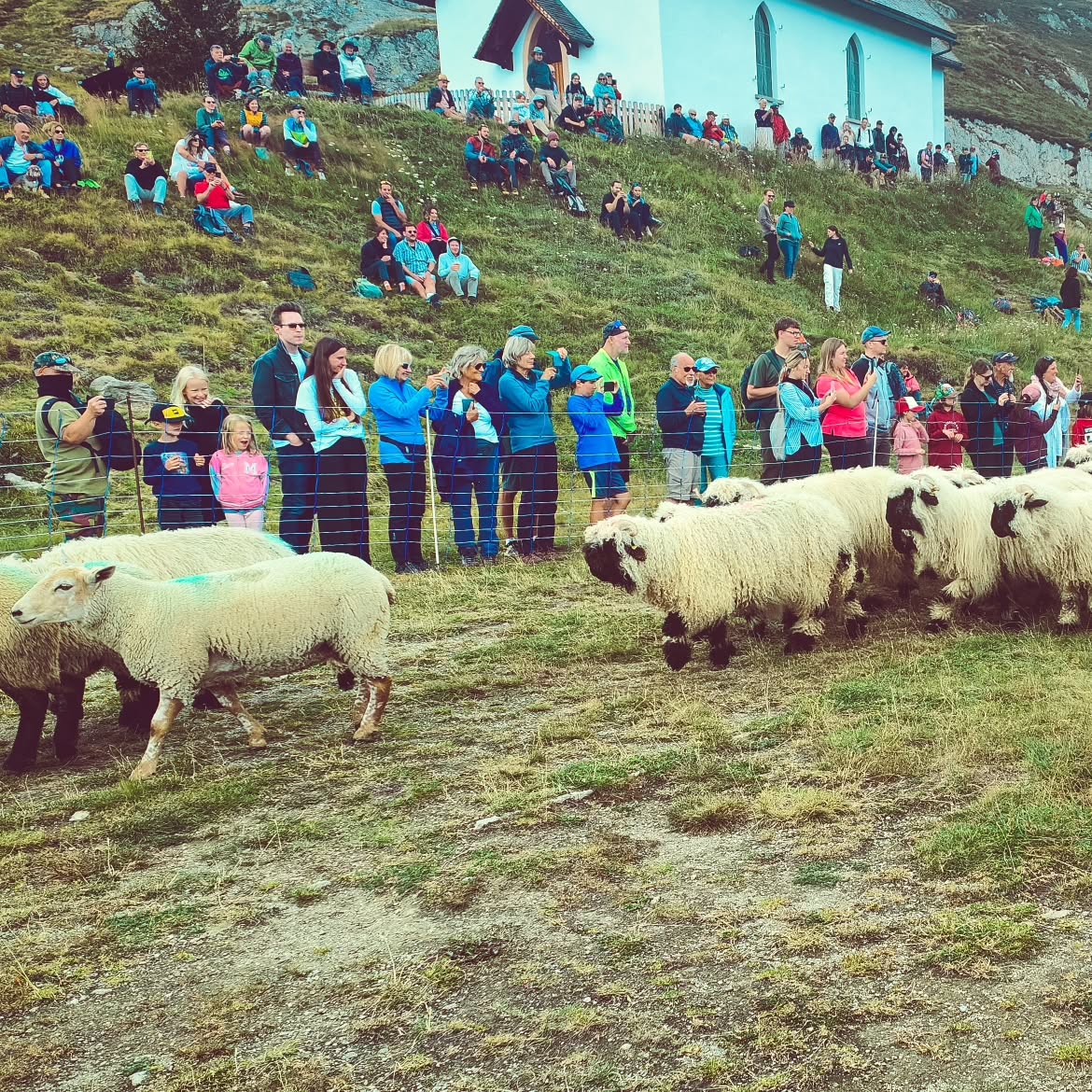 Schäful Belalp 2024
#schäful #belalp #walliserlandschaf #braunköpfigesfleischschaf #schwarznasenschaf