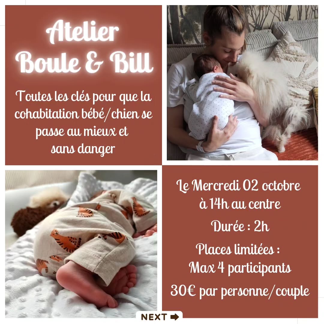 Il m'a été énormément demandé !
Alors après beaucoup de travail, le voici le voilà :
👉🏻 L'atelier Boule et Bill (ce petit nom, parce qu'on rêve tous que notre bébé devienne le futur meilleur ami de notre chien)
😱 Attention !! Les places sont limitées parce que je veux vraiment que ce soit un moment privilégié et intimiste dans lequel vous pourrez me poser toutes vos questions ! 🙈
L'atelier aura lieu à mon domicile avec Lou et Prout, pour être en situation réelle, de quoi bien vous préparer ! 💪🏻
Faites défiler les slides pour voir l'intégralité du programme 👀
Si vous n'êtes pas disponible à cette date mais que vous souhaitez absolument participer à l'atelier, contactez moi que je vois si on peut trouver une autre date commune pour tout le monde 🥰
J'ai hâte d'avoir vos retours 🤎