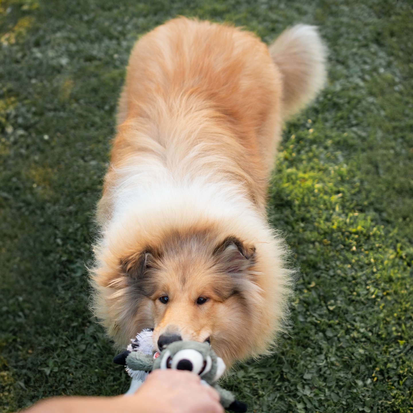 Zábava na plné obrátky! 😄 Dnes jsme si užili pořádnou přetahovanou o hračku.🦴 V Lake View Dog Hotel se staráme o to, aby měl každý pejsek dostatek zábavy, pohybu a péče. U nás se každý den promění v radostné dobrodružství, plné her a láskyplné pozornosti. 🐕💚"
Dopřejte svému pejskovi pobyt plný her a rezervujte mu místo u nás ještě dnes! 🐾