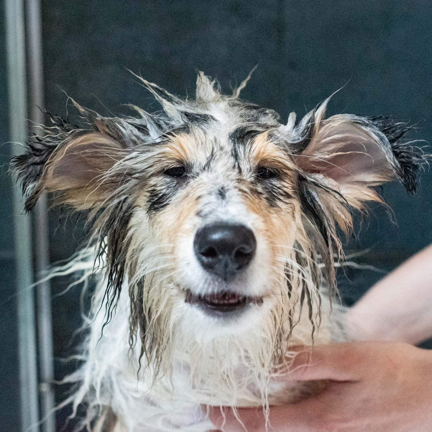 🐾 Každý pes si zaslouží čas od času pořádnou očistu! 🛁 Náš psí host si užívá relaxační sprchu, která je součástí naších služeb v Lake View Dog Hotel. Ať už váš chlupáč potřebuje pořádné mytí po dobrodružstvích venku, nebo si prostě zaslouží trochu extra péče, jsme tu pro něj. 🌿🐕 Dopřejte svému pejskovi wellness, který si zaslouží!"
Rezervujte u nás péči pro vašeho pejska ještě dnes a nechte ho zářit čistotou! ✨