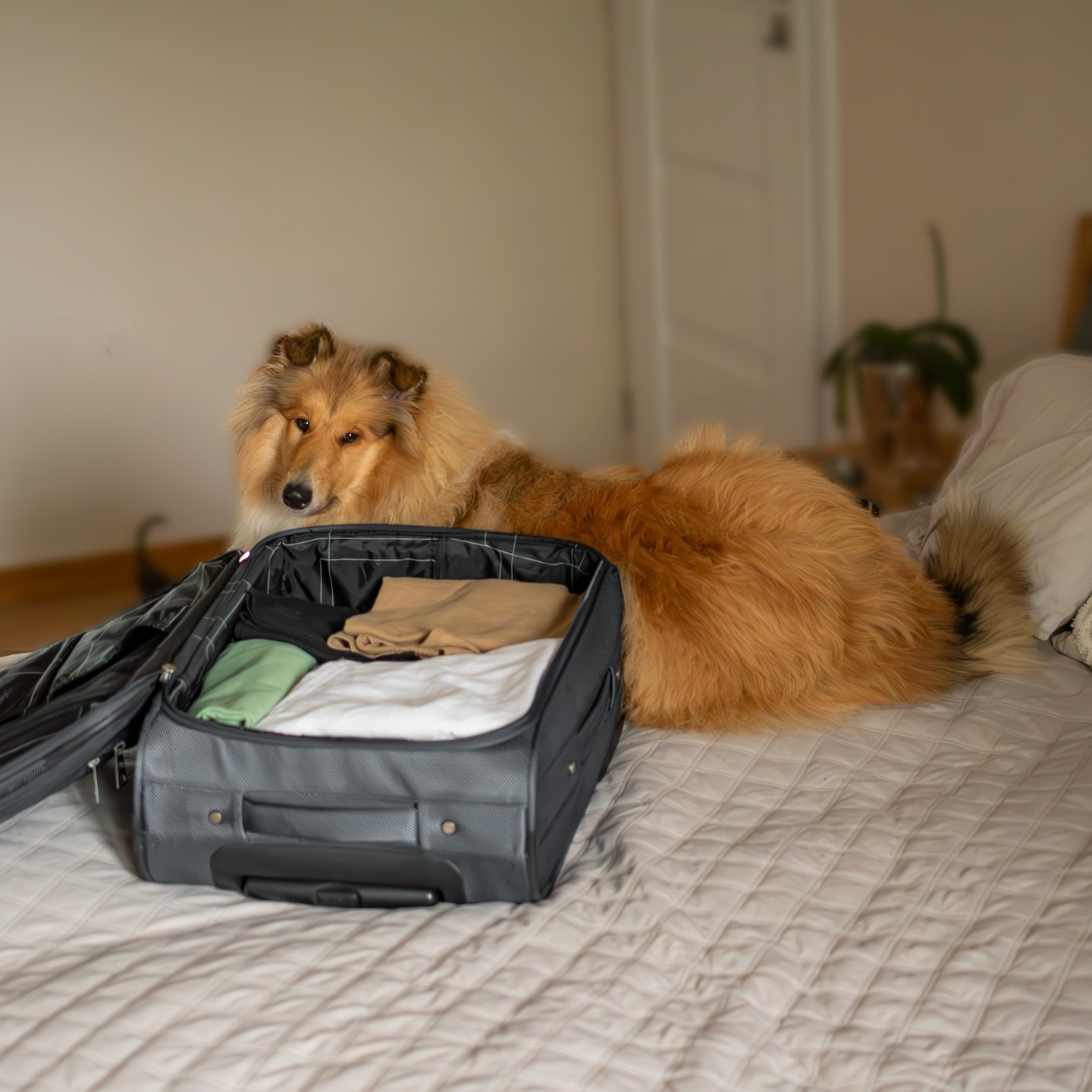 Odjíždíte na dovolenou a váš čtyřnohý parťák smutně kouká na nabalený kufr? 🧳🐾 Nechte ho strávit svou dovolenou s námi v našem psím hotelu, kde ho čeká láska, péče a zábava! 🌟🐶 Dopřejte mu to nejlepší, zatímco si budete užívat své volné dny.
📩 Rezervujte místo už dnes a zajistěte svému mazlíčkovi prázdniny plné radosti! 🐕❤️
