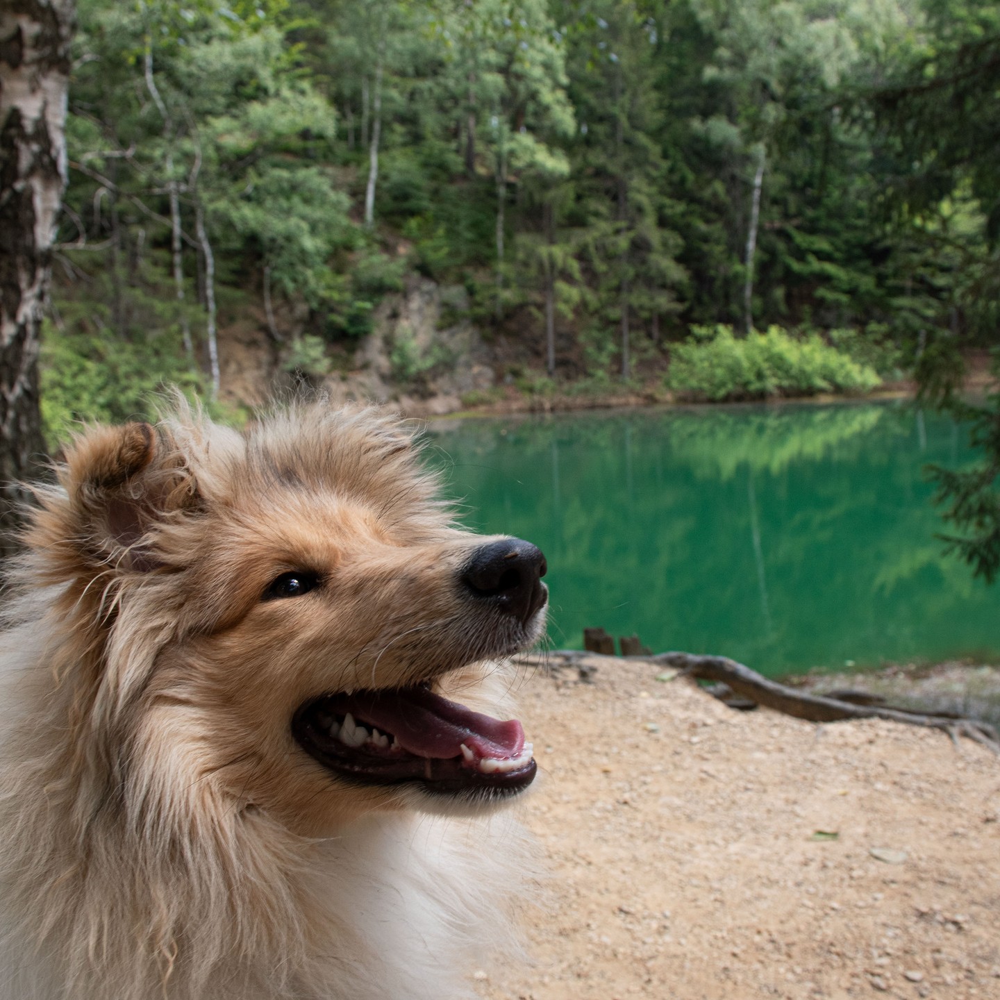 Nedávno jsme byli s naší Chloe u Kolorových jezírek v Polsku. Ne vždy však můžeme vzít své čtyřnohé parťáky s sebou. 🐩🏔 Proto je tu Lake View Dog Hotel který zajistí Vašemu pejskovi vlastní výlet k Žermanické přehradě, mezitím co Vy zkoumáte krásy světa. 🗺 Postaráme se o něj s láskou a zajistíme mu spoustu zábavy, abys se ani chvilinku nenudil! 🐾❤️
Rezervujte mu místo a dopřejte mu vyjímečný zážitek ještě dnes!