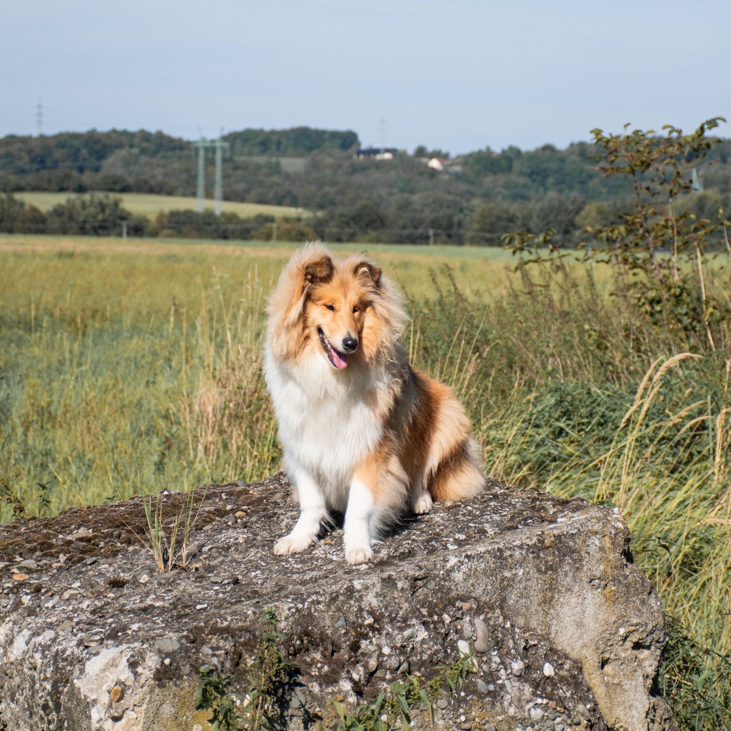 Naše Chloe se dnes na procházce zastavila, aby nám předvedla, jak krásně umí pózovat! 📸🌿 V Lake View Dog Hotel věříme, že procházky v přírodě jsou klíčem ke spokojenosti a zdraví každého pejska. A když se k tomu přidá ještě chvilka na focení, máme dokonalý den plný radosti a objevování. 🐕✨
Přiveďte svého pejska k nám a nechte ho užít si nezapomenutelné procházky a dobrodružství v přírodě! 🐾