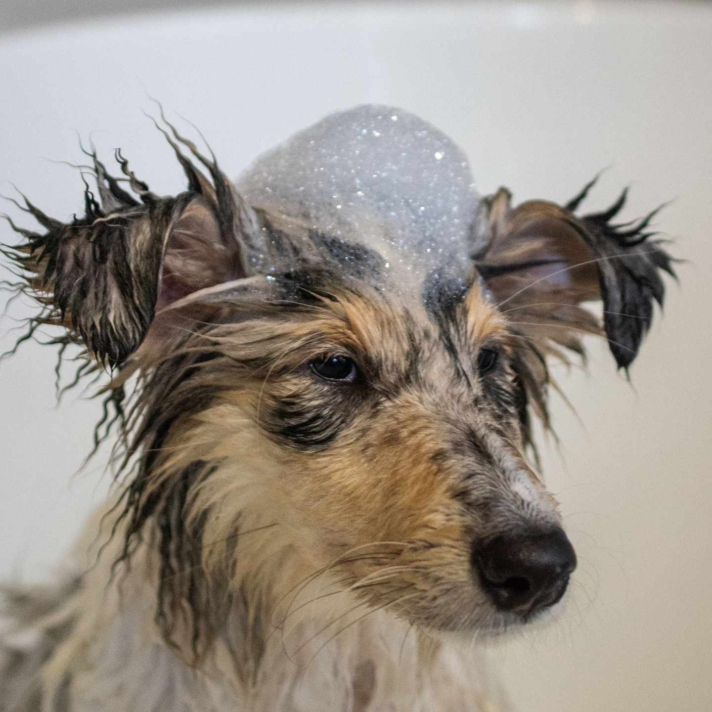 Po dovádění v dešti je čas na teplou koupel! 🌧️🛁 Náš malý dobrodruh si dnešní den opravdu užil, a teď ho čeká zasloužená očista. U nás v Lake View Dog Hotel nabízíme i koupání – váš pejsek si tak může užít voňavou a teplou koupel, po které se bude cítit jako nový. 🌿🐕✨"
Rezervujte pobyt pro svého pejska i s relaxační koupelí u nás ještě dnes!