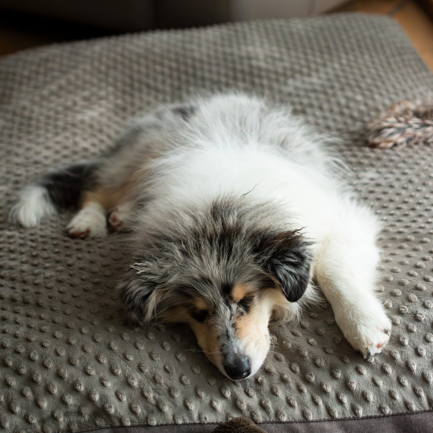 Venku je dneska škaredě, ale pejsek si užívá teploučko a klid na svém pelíšku. 💤🐶 Když počasí nepřeje, není nic lepšího než pohodlný odpočinek. V našem psím hotelu se postaráme, aby byl váš mazlíček v bezpečí, spokojený a měl vše, co potřebuje – bez ohledu na počasí! 🌧️❤️
📲 Kontaktujte nás a zajistěte svému pejskovi pohodlí a péči, kterou si zaslouží.